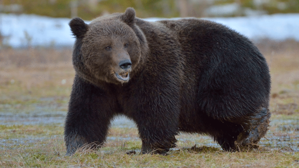 Grizzly Bear Attack Injures 11 Students and Teachers on Canadian Trail